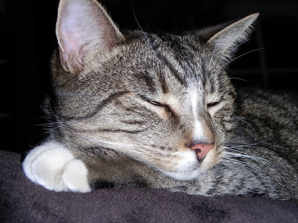 Close-up of Fig the cat's face while asleep
