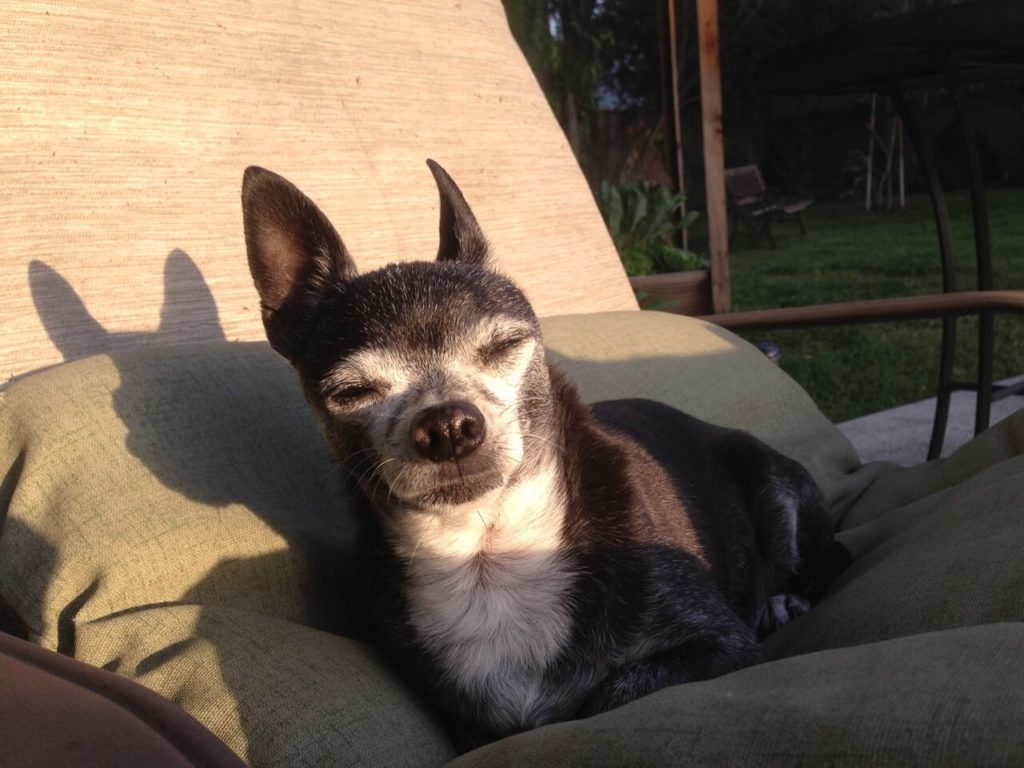 Chuckie the dog laying outside in the sun on a lounge chair with eyes barely staying open