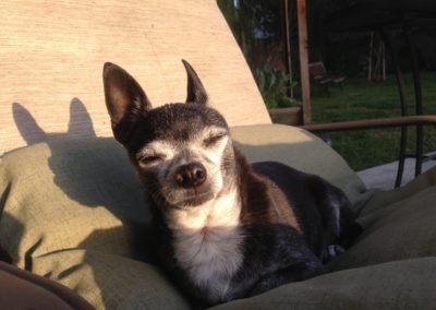 Chuckie the dog falling asleep while sunbathing on lounge chair
