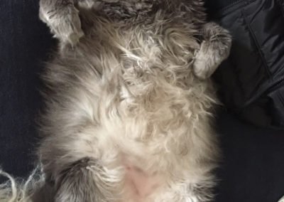 Ash the cat sleeping on his back and showing his large tummy