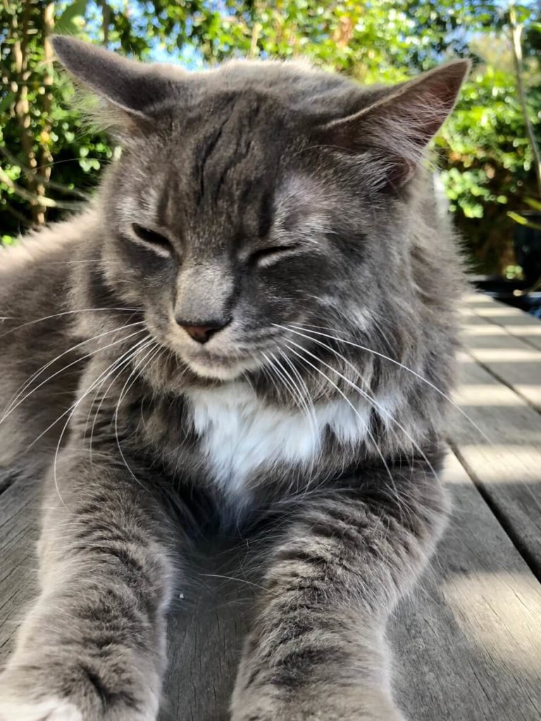 Bishop the cat laying on a table outside with his eyes closing