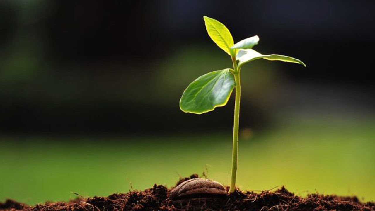 Wide image of a small sprout in the dirt with a blurred background