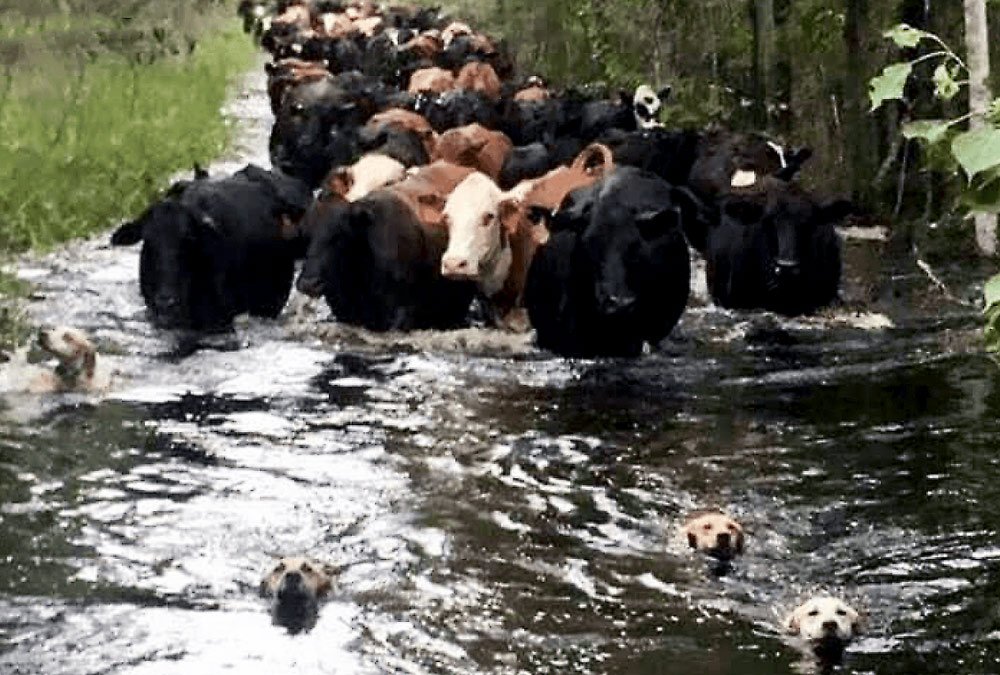 Leadership - Dogs leading cows down stream