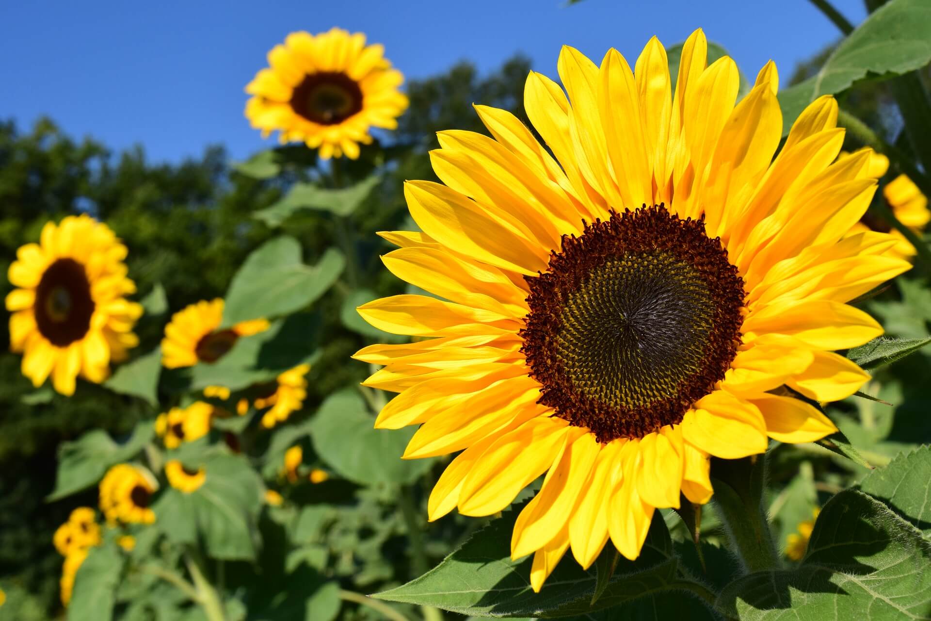 Sunflowers Nature versus Nurture