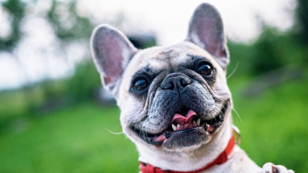 Joy- Close-up photo of a smiling french bulldog with a grassy park blurred in the background