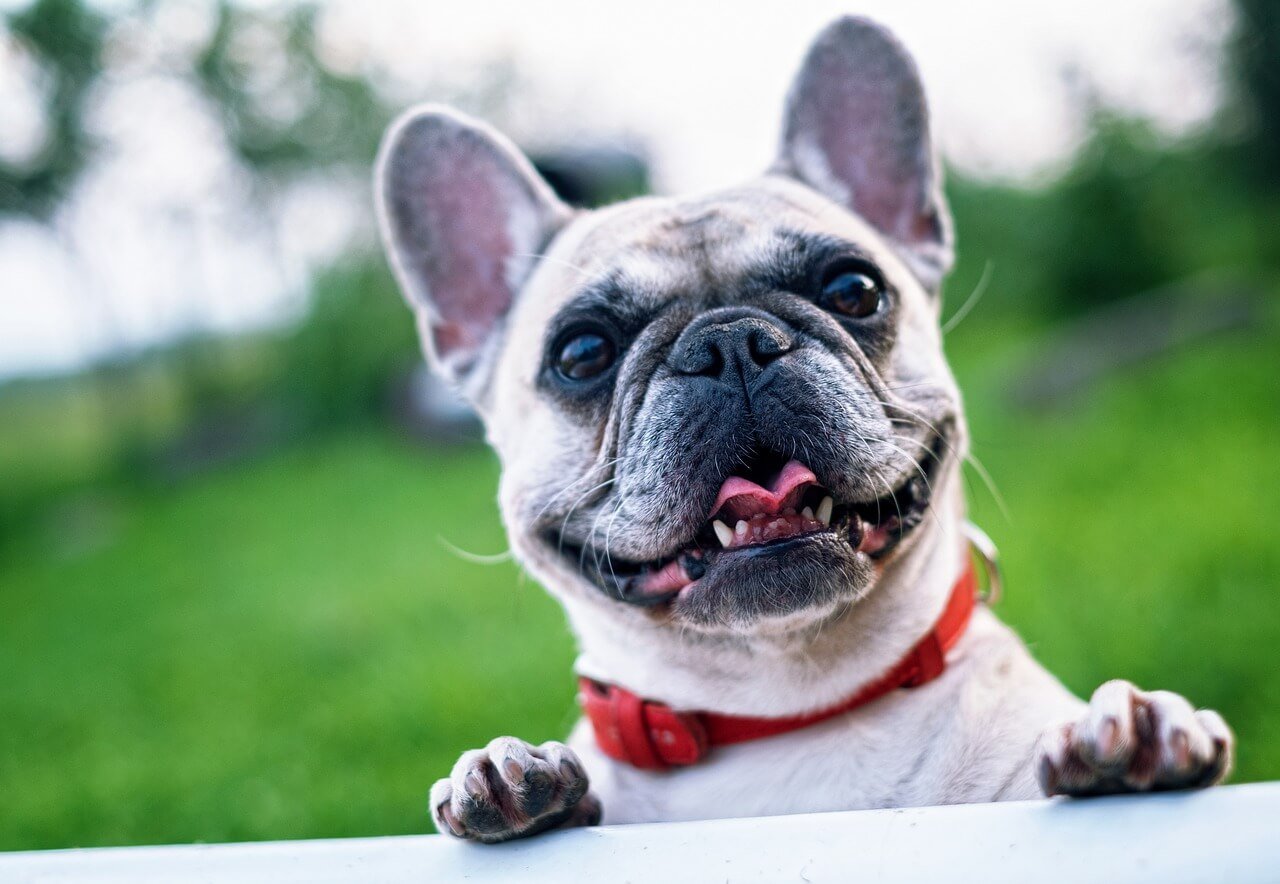 Joy- Close-up photo of a smiling french bulldog with a grassy park blurred in the background