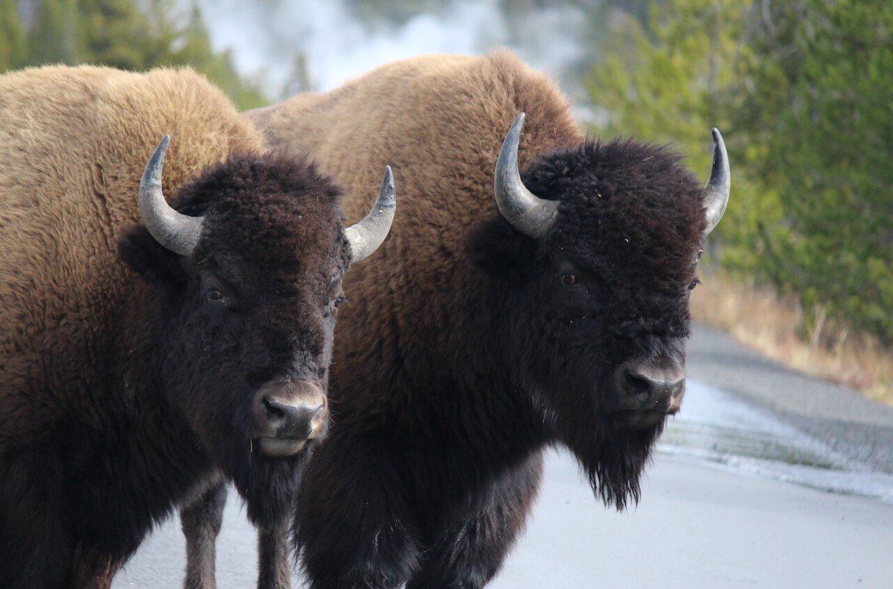 Competition- Two bison standing next to each other on a road with greenery in the background.