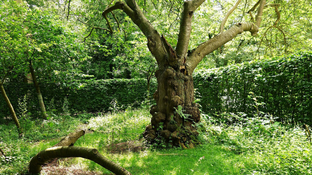 Photograph of a tree surrounded by bright green grass