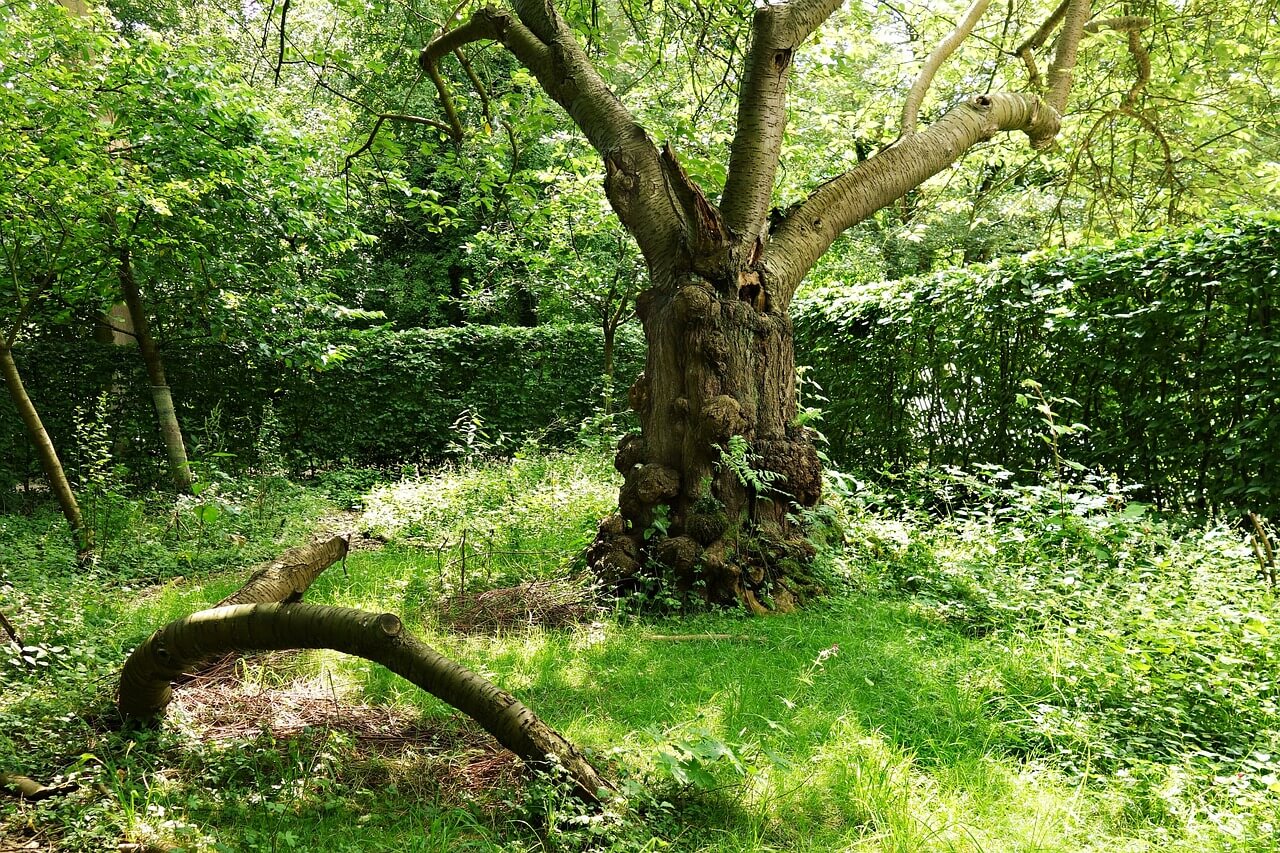Photograph of a tree surrounded by bright green grass